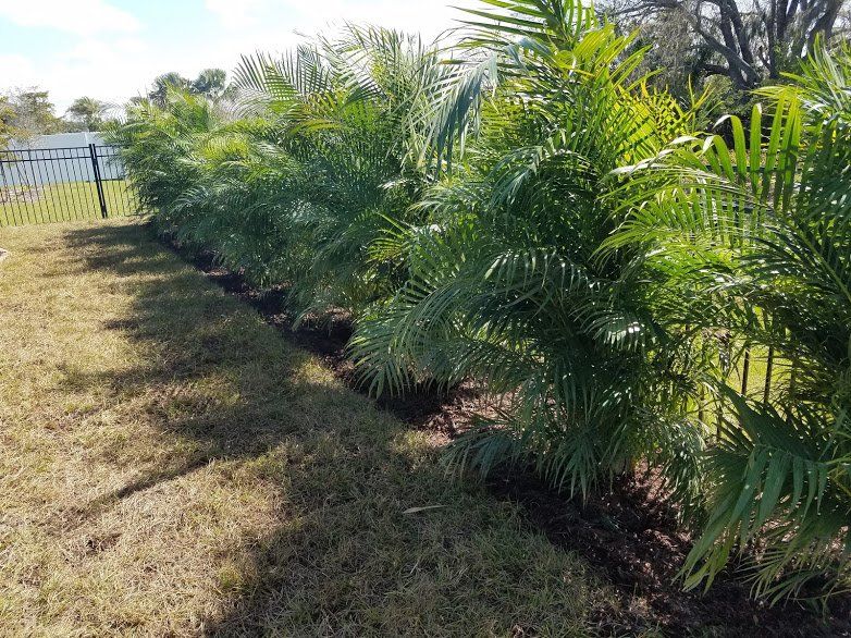 Landscape,Landscaping,Landscape Design,Affordable Landscaping,Flowers,Sod,Garden,Lawn Care,Landscaping on a Budget Sarasota