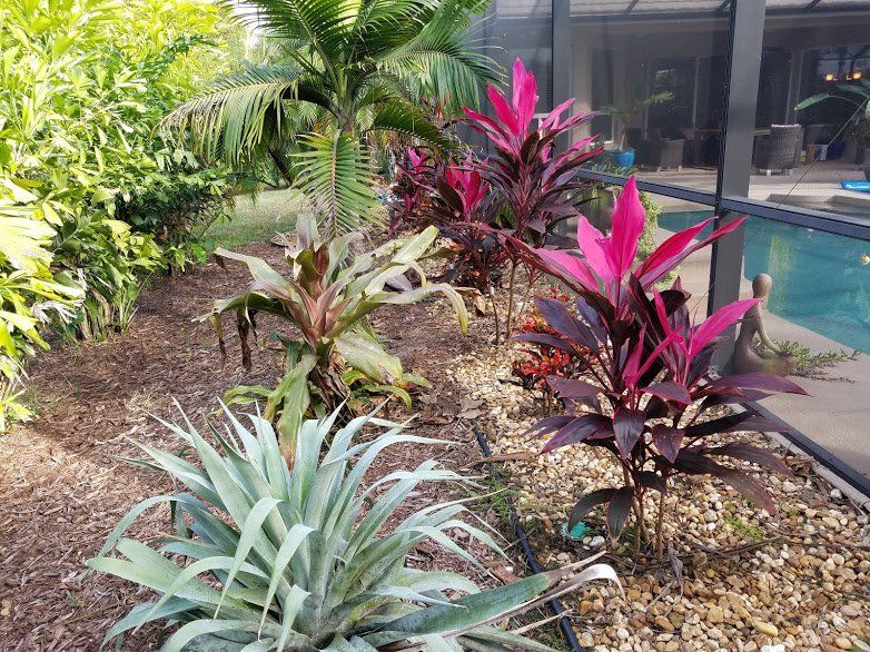 Landscape,Landscaping,Landscape Design,Affordable Landscaping,Flowers,Sod,Garden,Lawn Care,Landscaping on a Budget Sarasota