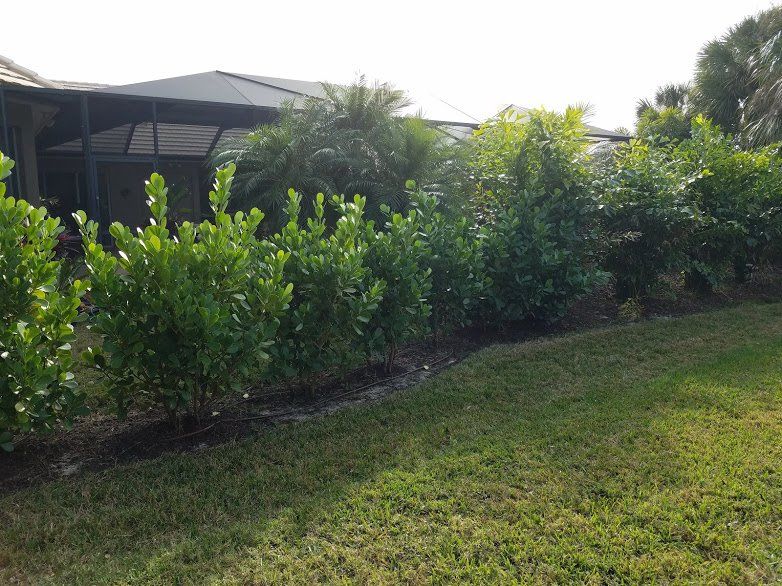 Landscaping on a Budget Sarasota
