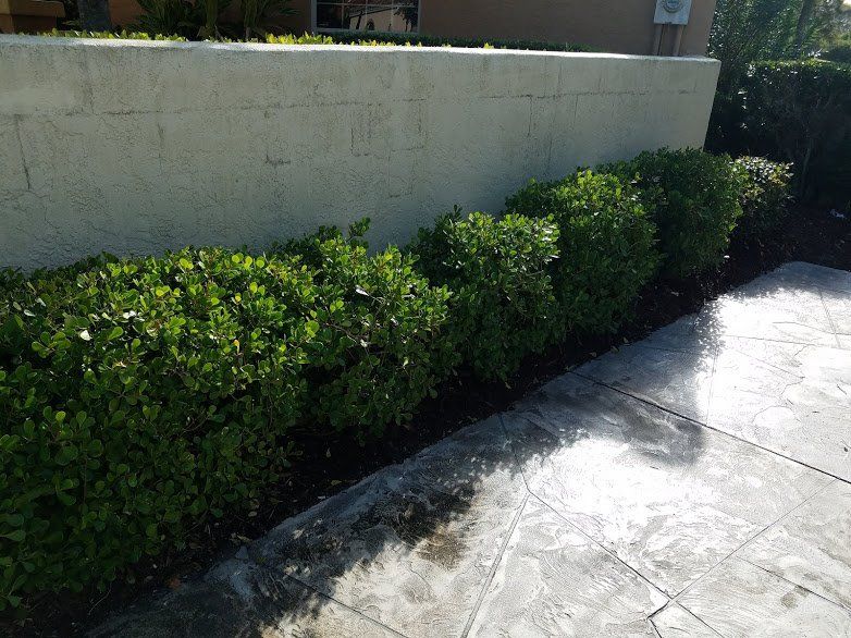 Landscaping on a Budget Sarasota