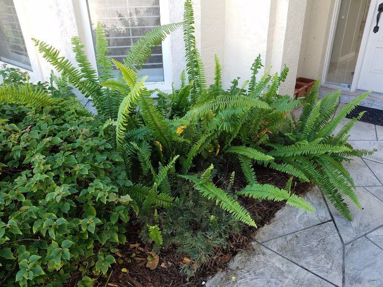 Landscaping on a Budget Sarasota
