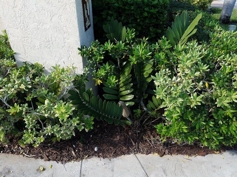 Landscaping on a Budget Sarasota