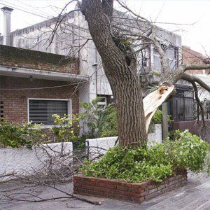damage due to tree felling