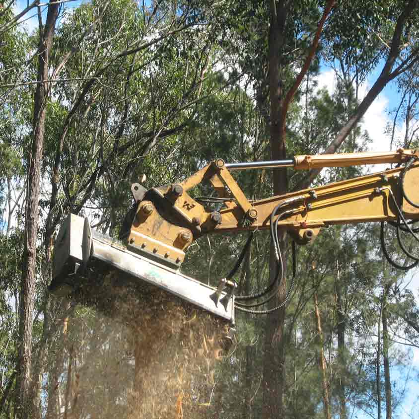 Select the right service yellow bobcat in trees