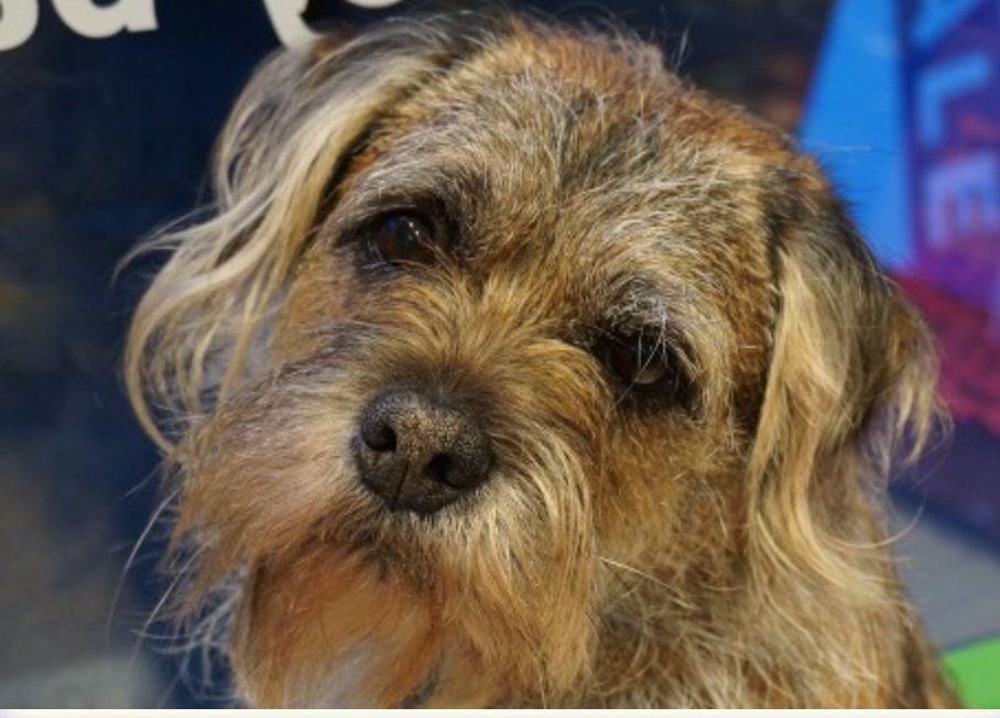 A close up of a small brown dog looking at the camera