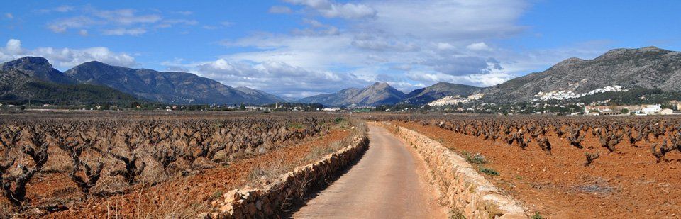 Jalon Valley vineyards