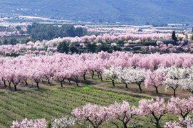 Almond Blossom in February Jalon Valley Almond blossom in February