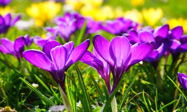 Photo of funeral flowers