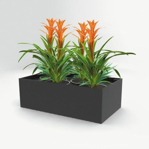 Indoor plants