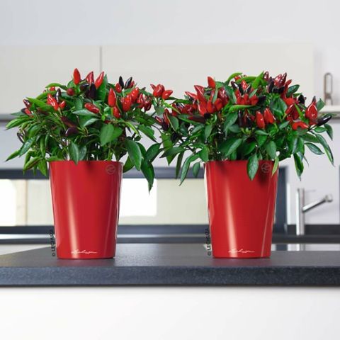 Indoor plants