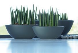 Indoor plants