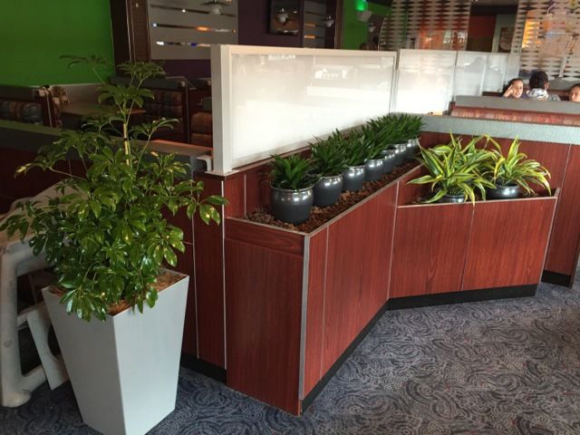 View of indoor potted plants