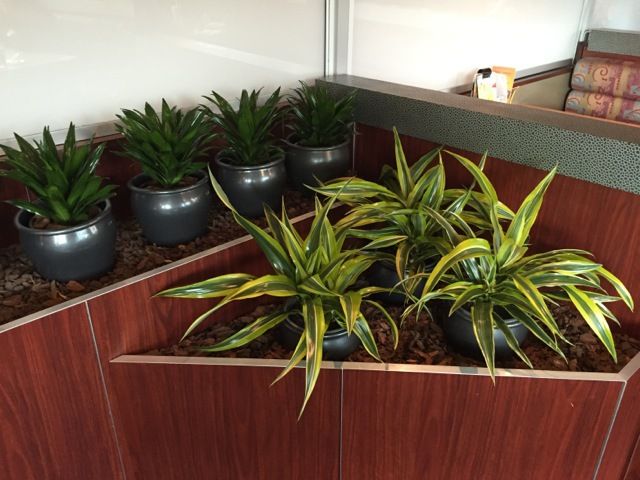 View of indoor potted plants