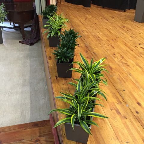 Indoor potted plants
