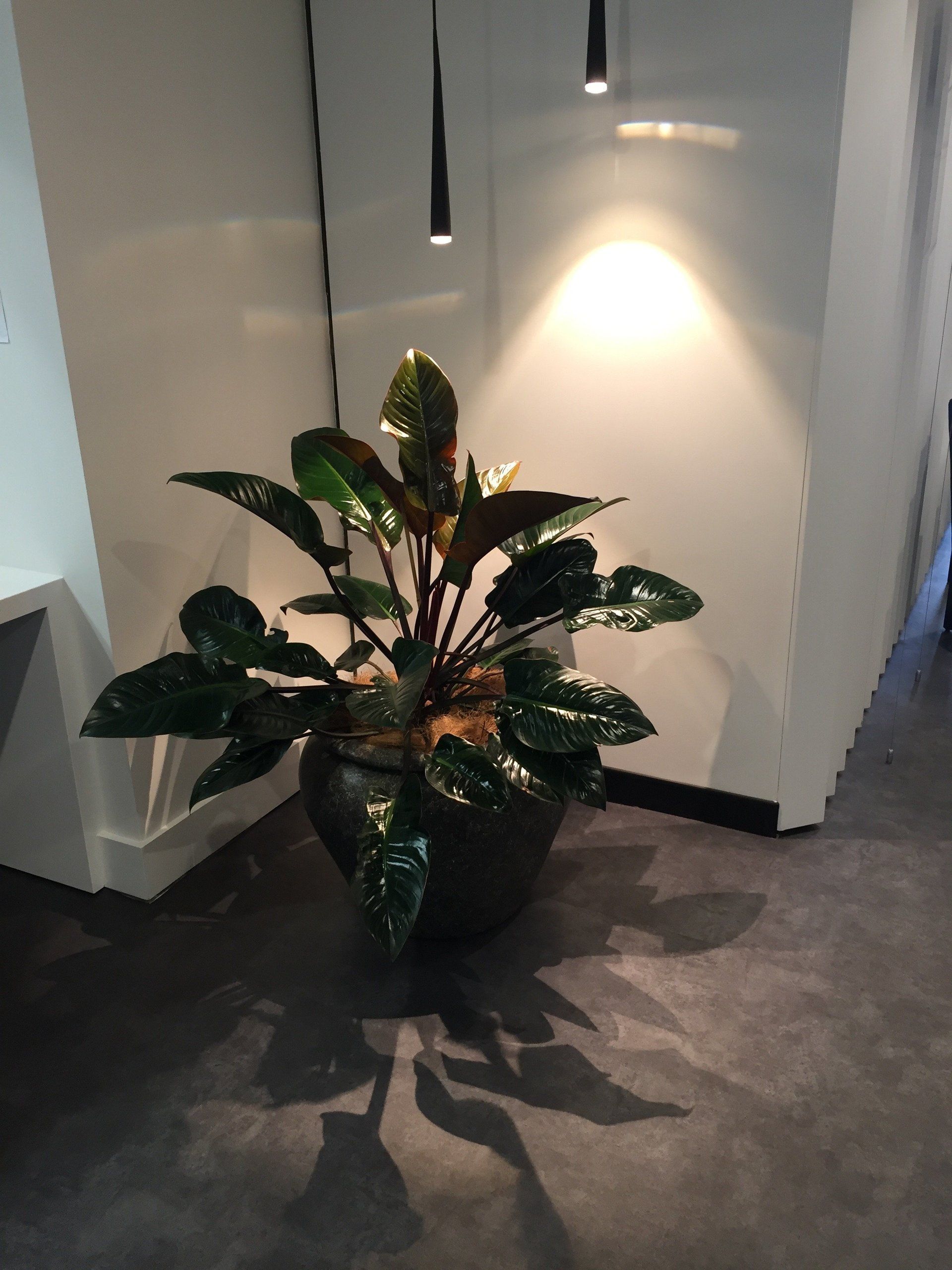 view of indoor plant
