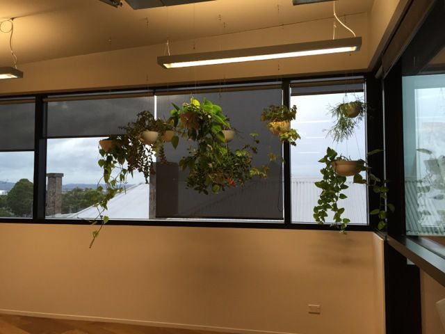 Indoor office plants
