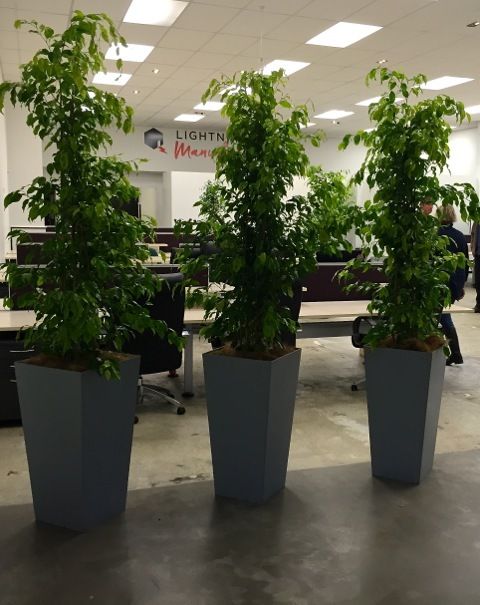View of indoor potted plants