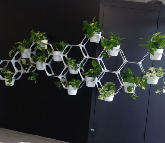 Indoor plants