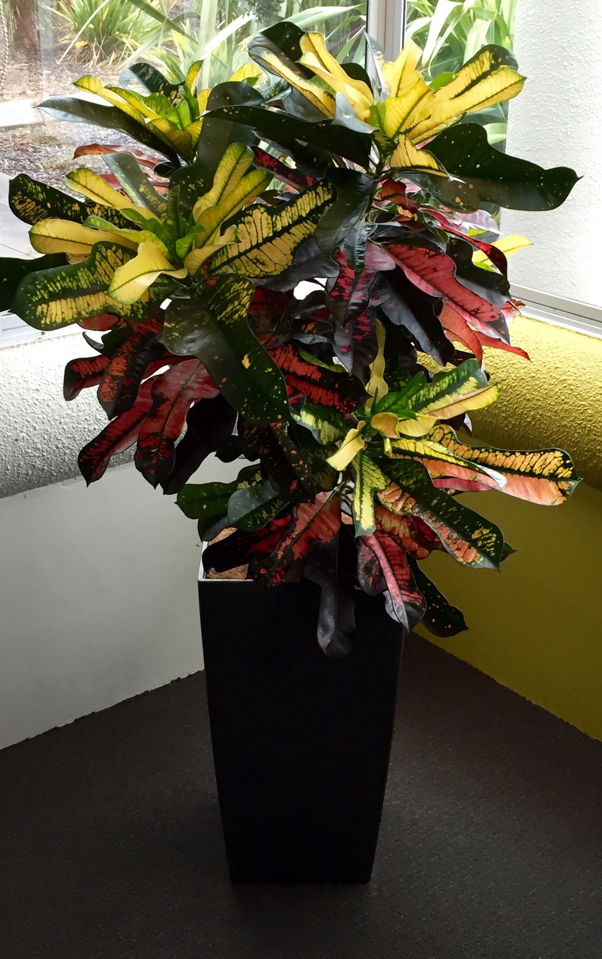 View of under cover potted plant