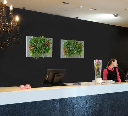Indoor potted plants