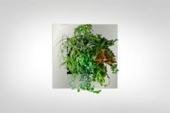 Indoor potted plants