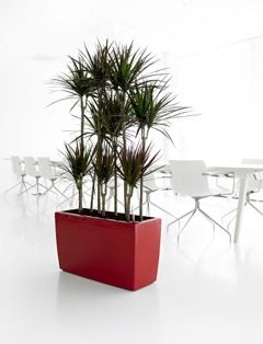 View of indoor potted plants