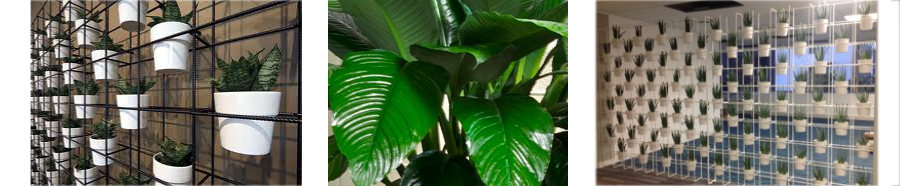 range of undercover plants