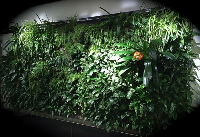 Indoor plants