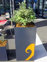 View of a potted plant