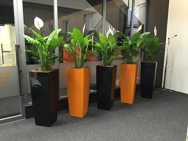 Indoor potted plants
