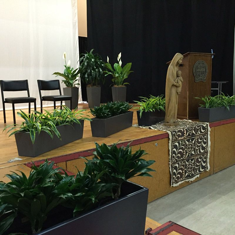 Indoor potted plants