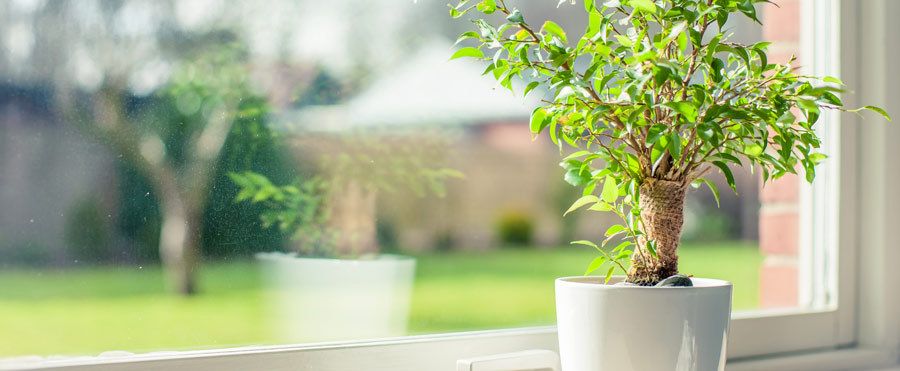 Indoor potted plants