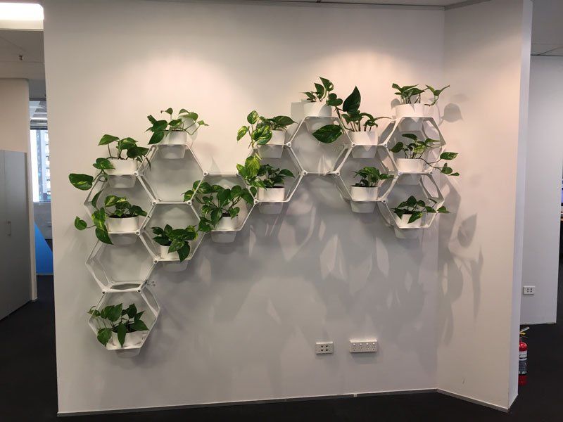 View of indoor plant