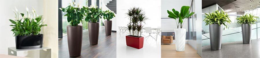 Montage of interior plants