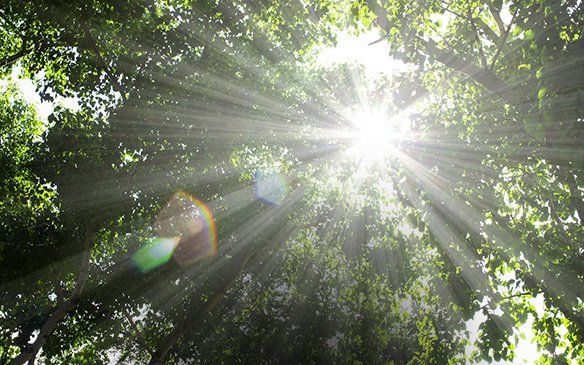 Sonnenstrahl durch Bäume, assoziert an Beratung und Coaching in der Praxis für Psychoteherapie