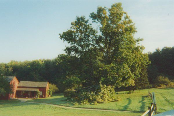 Big Tree — Tree Removal Services In Westminster, MA