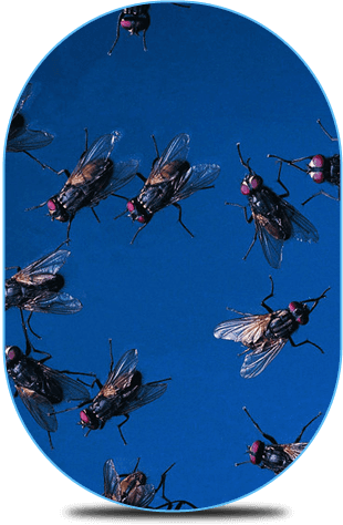 If you have vermin problems in Norfolk call BPC (Anglia) Ltd flies gathering together