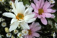 orangeville memorial service ideas
