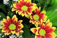 affordable burial services in orangeville flowers