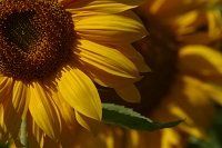 traditional funeral home services
