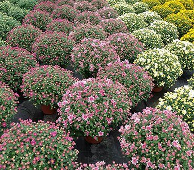 piante e fiori per Ognissanti