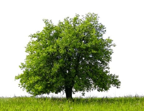 Tree - Tree Service in Blairsville, PA Tree - Tree Service in Blairsville, PA