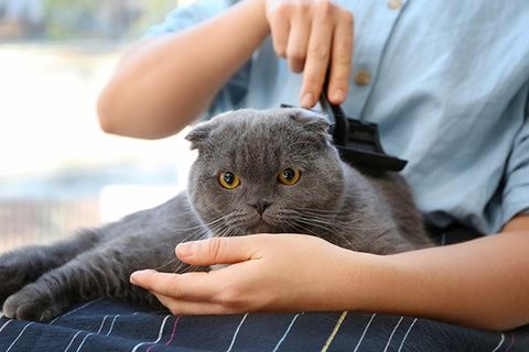 Female Groomer Brushing Cute Cat — Fort Myers, FL — Lil Rascals Puppies Female Groomer Brushing Cute Cat — Fort Myers, FL — Lil Rascals Puppies