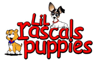 Lil Rascals Puppies Lil Rascals Puppies