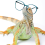 Unit 4.08 Should wild animals be adopted as pets?