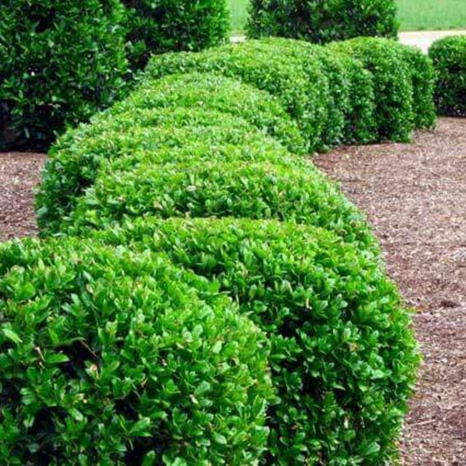 A row of green bushes growing in a garden