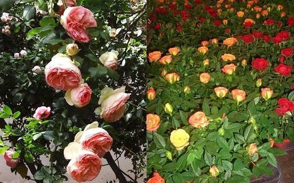 rose di vari colori