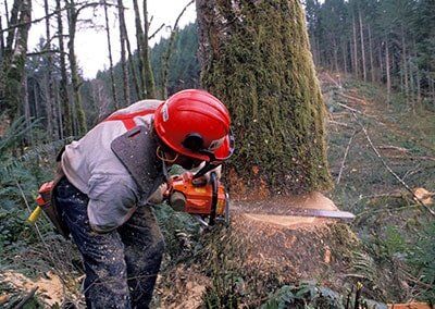 Tree services - Worker cutting a tree in Albany NY Tree services - Worker cutting a tree in Albany NY