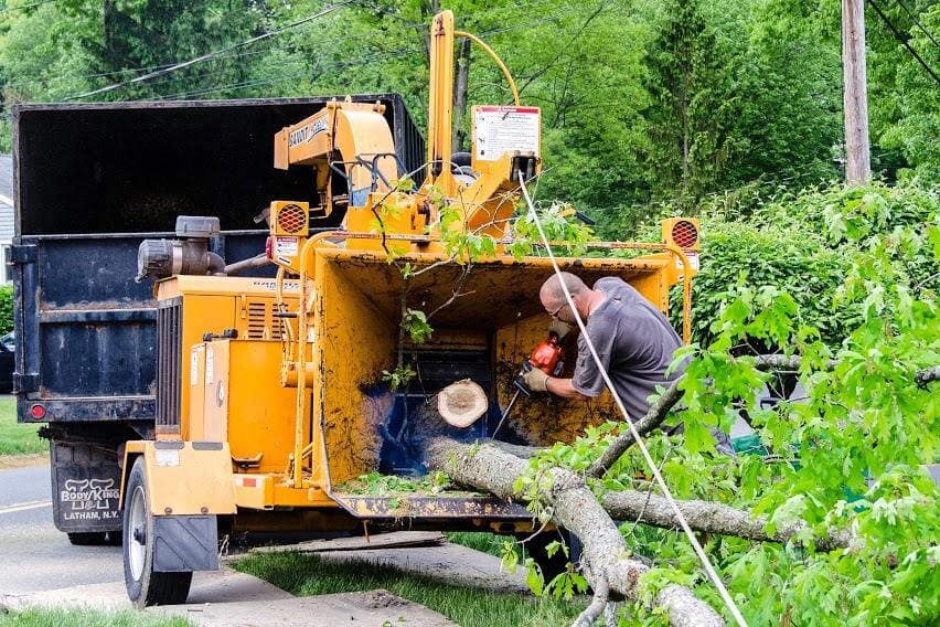Crew Member Up Cutting Jime's Tree Service - Tree services in Albany NY