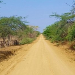 Un camino de tierra que atraviesa un exuberante bosque verde.